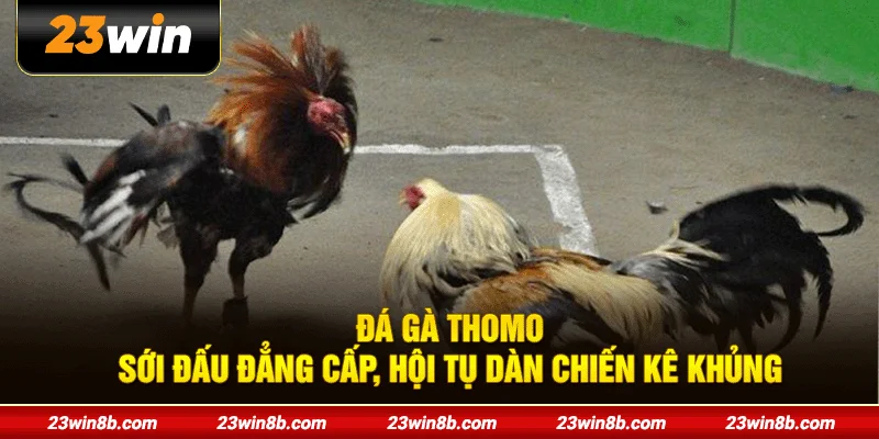 Đá Gà Thomo - Sới Đấu Đẳng Cấp, Hội Tụ Dàn Chiến Kê Khủng